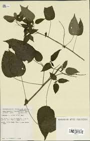 Image result for Acalypha manniana
