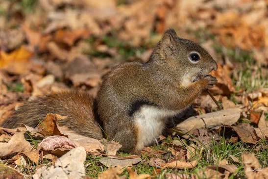 Les écureuils restent actifs tout l'hiver et dépendent des réserves qu'ils  cachent à l'automne. Ils enterrent environ 3 000 noix, mais le sol gelé  rend la plupart inaccessibles. Il leur en faut