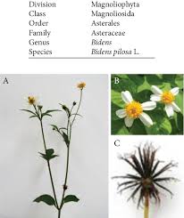Image result for Crassocephalum picridifolium