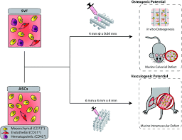 Bone cells spongy bone compact bone bone tissue lamellar bone bone matrix diagram lacunae bone histology bone tissue anatomy bone matrix coloring bone mineralization bone structure inside of a bone bone ecm woven bone types of bone matrix extracellular matrix osteocytes. Comparison Of Stromal Vascular Fraction And Passaged Adipose Derived Stromal Stem Cells As Point Of Care Agents For Bone Regeneration Tissue Engineering Part A