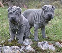 Check out our shar pei puppy dog selection for the very best in unique or custom, handmade pieces from our shops. Funny Free Pictures Mini Shar Pei Puppies Shar Pei Puppy