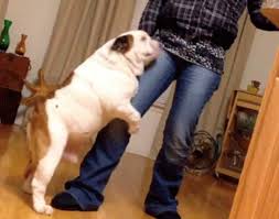 There is no need to yell or growl at your dog. Why Does My Dog Hump Me 5 Main Reasons