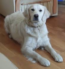 Golden Retriever Dog Breed Information And Pictures