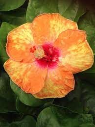Cajun Starburst Cajun Hibiscus Hibiscus Hibiscus Plant Hibiscus Flowers Hibiscus