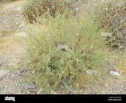 Image result for Indigofera heterotricha