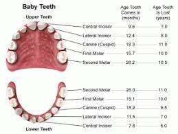 Baby Teeth Arrival And Departure Baby Teeth Tooth Chart Kids