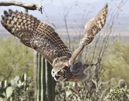 See full list on owlpelletsforsale.com Great Horned Owls At The Arizona Sonora Desert Museum