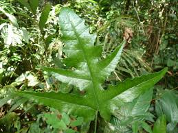 Image result for Blotiella bouxiniana