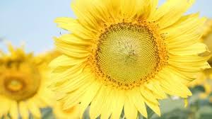 Kemampuan pada tumbuhan untuk bergerak mengikuti arah matahari di langit disebut dengan heliotropisme. Helianthus Annuus Stok Video Helianthus Annuus Rekaman Bebas Royalti Depositphotos