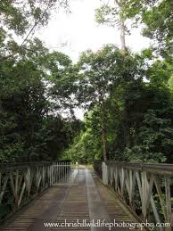 With so many activities to choose from, taman negara sungai relau is definitely worth a visit! Information About Visiting And Birding Around Merapoh Taman Negara Malaysia Chris Hill Wildlife Photography