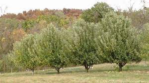 We explain how fruit tree pollination works, and our online pollination checker can find partners for hundreds of different fruit tree varieties. Solving Fruit Tree Blooming Bearing Problems Stark Bro S