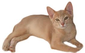 Couleurs Et Robes Des Chats La fourrure présente des lignes de vagues sur ses membres et plusieurs anneaux noirs. couleurs et robes des chats