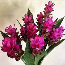 Thai Tulip Bulbs Ginger Flower Cheap Flowers Online Wholesale Flowers