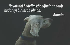 Nigar Dissiz Adli Kullanicinin Kopekler Panosundaki Pin Hayvan Sozleri Guzel Soz Ozlu Sozler