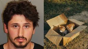 Homem é preso nos EUA após jogar cinco filhotes de gato pela ...
