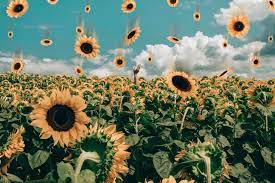 If you're looking for the best aesthetic tumblr backgrounds then wallpapertag is the place to be. Aesthetic Flower Laptop Wallpapers Top Free Aesthetic Flower Laptop Backgrounds Wallpaperaccess