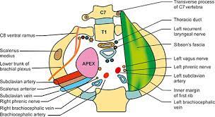 Morphologically, sibson's fascia represents the spread out degenerated tendon of scalenus. Jaypeedigital Ebook Reader
