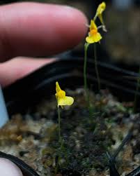 Image result for Utricularia appendiculata
