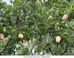 Image result for Swietenia