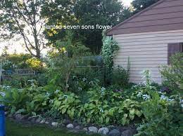 Just After Planting Seven Sons Tree Garden Trees Plants Shrubs