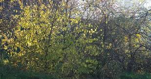 Wildstraucherhecke Bietet Futter Fur Bienen Und Vogel Hecke Pflanzen Heckenpflanzen