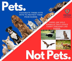 Image result for Rabies