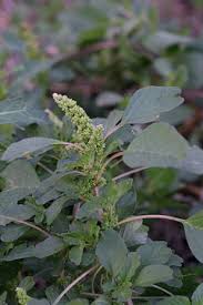Image result for Amaranthus blitum