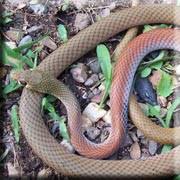 Snake Catchers Brisbane