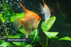 Fishkeeping Captions For Instagram With Quotes What Caption