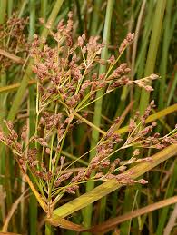 Image result for Hypolytrum goetghebeur