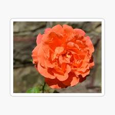 Find the perfect rose picture from over 40,000 of the best rose images. Grey Picture Stickers Redbubble