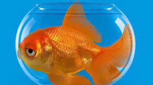 Check spelling or type a new query. Arti Mimpi Menangkap Ikan Mas Beruntunglah Menurut Primbon Jawa Ada Pertanda Baik Tribun Batam