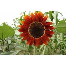 Jika intensitas cahaya matahari yang diterima kurang dari 50%, warna daun caladium akan memucat. Benih Biji Bunga Matahari Merah Sunflower Red Velvet Import Uk Shopee Indonesia