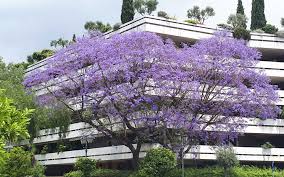 These trees originate from brazil and are admired for their beautiful and vibrant purple blooms in mid to late spring. Rediscovering The Jacaranda Trees Of Athens Greece Is