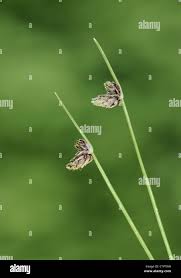 Image result for Isolepis setacea