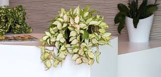 The hindu rope plant hoya is really a mutation of the wax plant, known for its thick, waxy leaves. Hoya Costa Farms