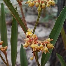 Image result for Rauvolfia nana