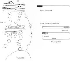 It's one of the largest organelles found vacuoles in animal cells mostly store substances; Https Www Jstor Org Stable 23694159
