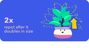 Iris 'Jolly Jester' Plant Care: Water, Light, Nutrients