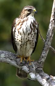 pin by jeanne dillon on animal l ve north american wildlife hawk photos birds of prey birds of prey