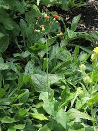 Image result for Emilia coccinea