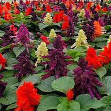 Image result for Salvia