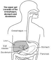 This video describes every symptom a person with stomach cancer can have. Stomach Cancer Gastric Cancer Diagnosis And Treatment Patient