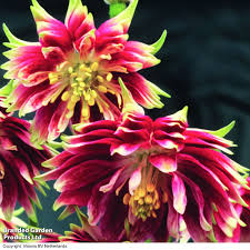 Aquilegia Nora Barlow