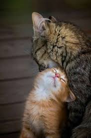 Kah Sanchez Adli Kullanicinin Puurfect Cats Panosundaki Pin Cute Kittens Guzel Kediler Yavru Kediler