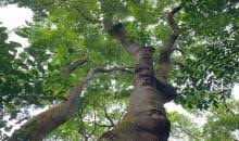 Image result for Erythrophleum