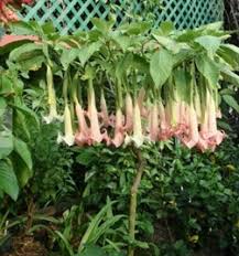 Angel's Trumpet Pink