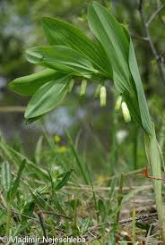 Image result for Ophrypetalum odoratum