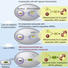 The two major parts of a typical eukaryotic cell are the nucleus and the cytoplasm. A Eukaryote Without A Mitochondrial Organelle Sciencedirect