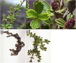 Image result for Myrothamnaceae